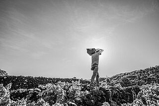 Vinmark fra Azorernes vinkompagni Druehøst på vinmarken hos Azores Wine Company