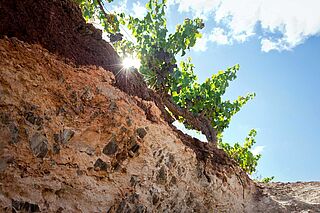 Boden im Weinberg