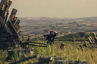 Arbejde i vinmarken Michelini i Mufatto Uruguay
