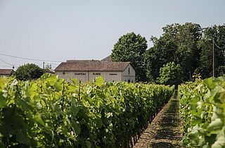 Weinfeld, Weingut Plince, blauer Himmel, Haus, Bäume im Hintergrund