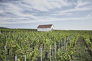 Vinmarker i AR Lenoble Vinmarker i AR Lenoble