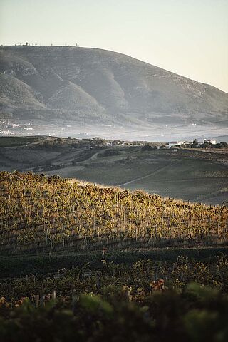 Weinfelder vor den Bergen