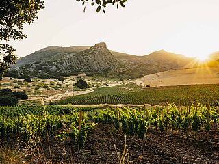 Udsigt over vinmarkerne