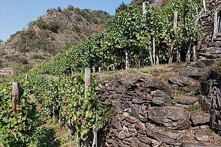 Weinberg mit Bodenbeschaffenheit, Credit Markus Rössle