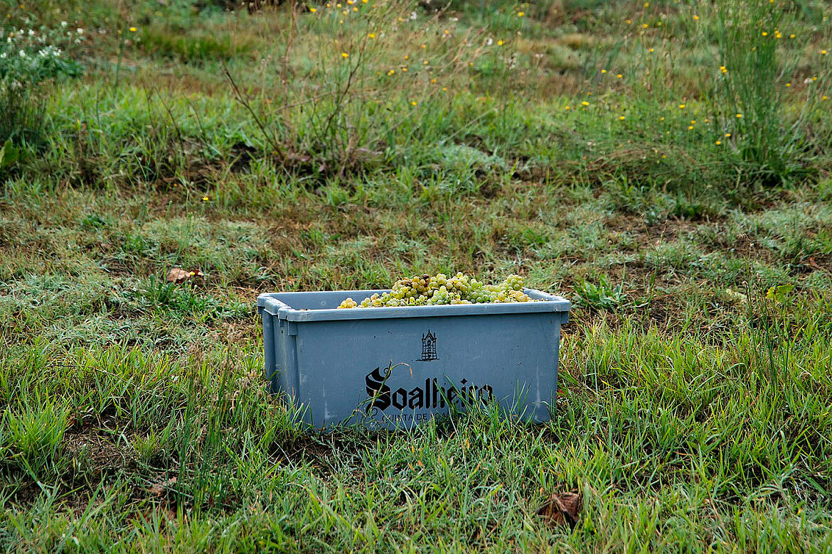 Kiste mit Reben bei der Ernte