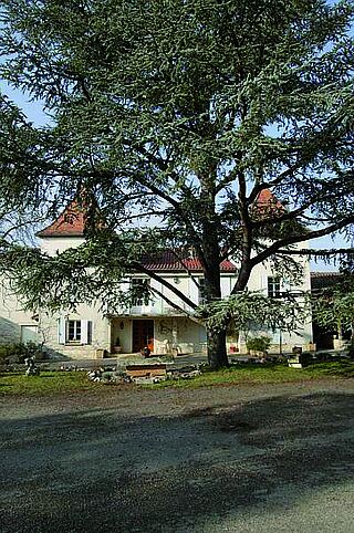 Baum im Hof vor Weingut