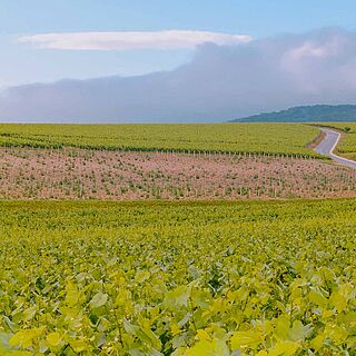 Weinfelder bei Ruinart