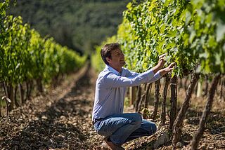 Winzer im Weinberg bei Antinori Pian delle Vigne