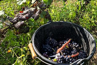 Korb mit Weintrauben auf dem Weinfeld Champagne Marie-Courtin