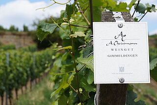 Weinstöcke des Weinguts Gimmeldingen