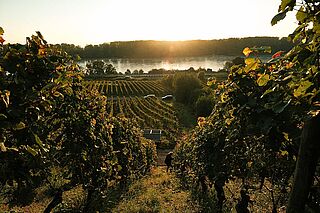 I vinmarkerne hos Kissinger Bähr