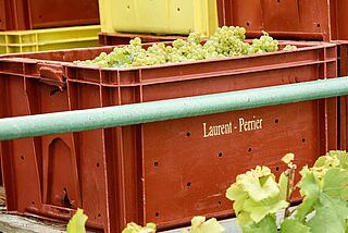 Weintrauben in einer Kiste auf dem Weingut Laurent-Perrier, Weinlese