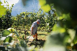 Älterer Mann bei der Weinlese auf dem Weinfeld Cesconi Società Agricola Älterer Mann bei der Weinlese auf dem Weinfeld Cesconi Società Agricola