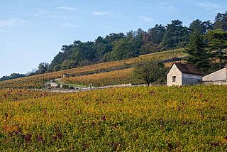 Weinberge der Domaine des Lambrays