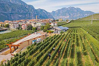 Weingut und Weinfeld Cesconi Società Agricola mit Bergen im Hintergrund Weingut und Weinfeld Cesconi Società Agricola mit Bergen im Hintergrund
