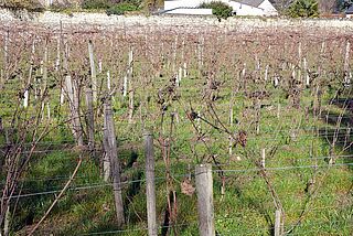 Vingård