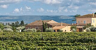 Weinfeld, Haus und Weinberge im Hintergrund