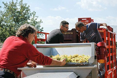 Winzer bei der Verarbeitung der Weinlese