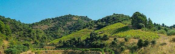 Priorat Weinfeld