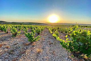 Vinmarkerne i Jumilla