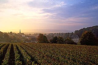 Weinfeld des Weinguts Perrier Jouet bei Sonnenaufgang Weinfeld Perrier Jouet bei Sonnenaufgang