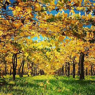 Foto von unten mit Sonnenschein durch Blätter, Rebzeile bei Tiberio
