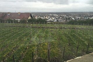 Weinfeld vom Weingut Goldener Ring Weinfeld vom Weingut Goldener Ring