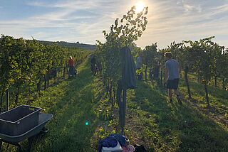 Arbeit im Weinberg bei Heiss - Malinga