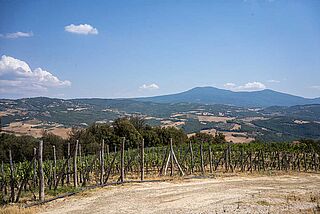 Weinberge von Podere le Ripi Weinberge von Podere le Ripi