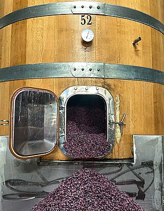 Mose og vintønde på vingården Bodega Cerron