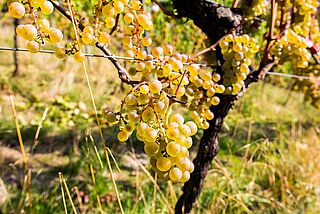 Rebtsock Weingut Rifel