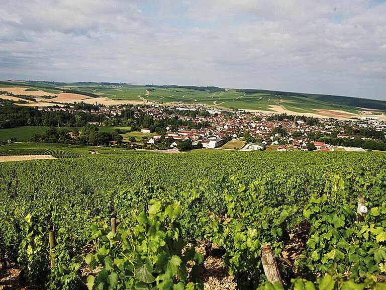 Frankreich, Chablis - Weingut, Weinfeld