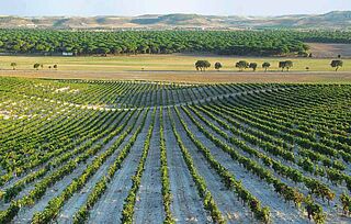 Vinmark Bodegas Telmo Rodriguez Lanzaga