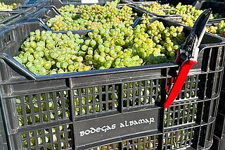 Trauben der Bodegas Albamar