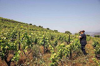 Weinlese auf dem Weinfeld Van Zellers & Co.