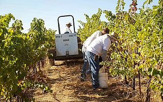 Weinlese Ridge Vineyards