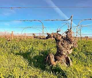 Uralte Reben auf dem Weingut