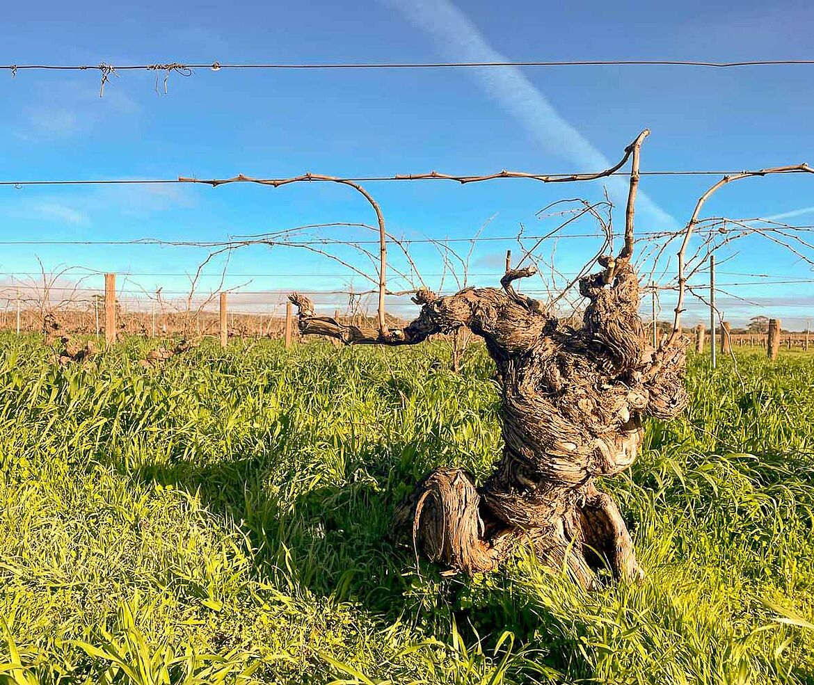 Uralte Reben auf dem Weingut