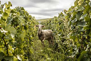 Ein Schaf zwischen den Rebzeilen bei Billecart Salmon