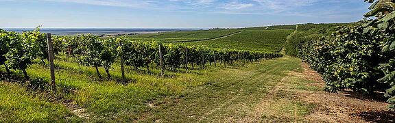 Weinfeld, Weinberge Kroatien