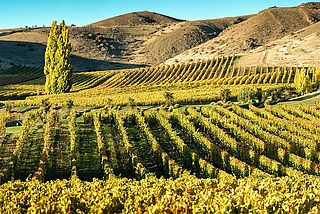 Weinberge Felton Road