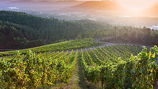 Die Weinberge von Rias Baixas