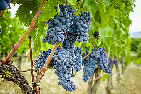 Weinreben in Napa Valley