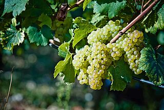 Die Chardonnay Traube