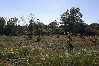 Weinfeld im Frühling