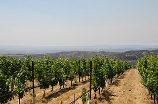 Californiens vinregion Vinregion Californien, vindyrkning