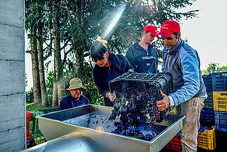 Die Trauben werden entrappt