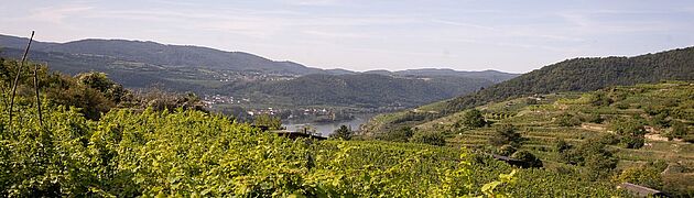 Kremstal vinmarker