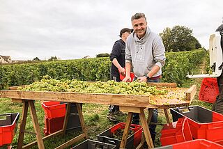 Winzer Buisson-Charles bei der Arbeit