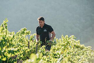 Mann auf dem Weinfeld bei der Weinlese - Bodegas Mengoba